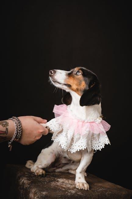 Nail Care and ‌Ear Cleaning ‌tips for Happy Dachshunds