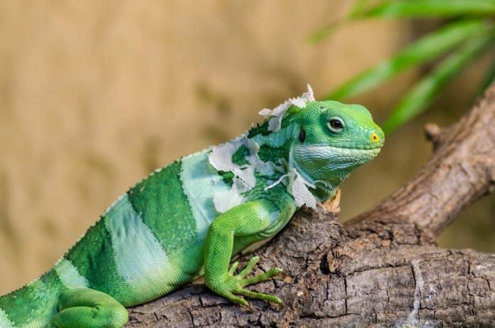 Dealing with Shedding During Seasonal Changes