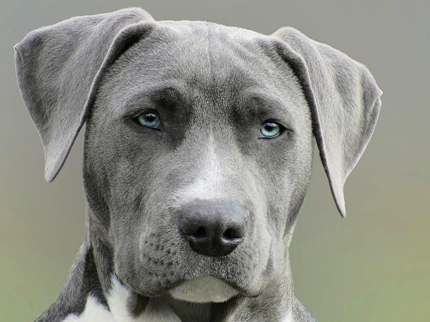 Understanding the Shedding Cycle of Labradors