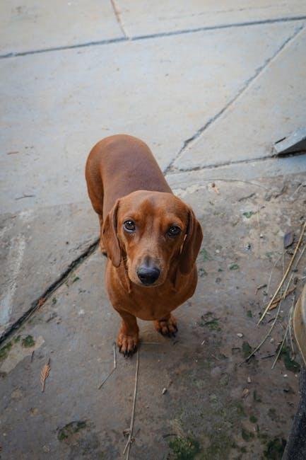 Understanding the ​Unique Coat Types of Dachshunds