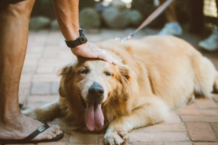 Should You Use Dog Cologne or Sprays?