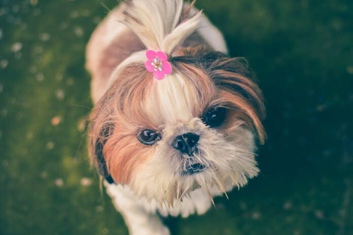 Why Your Dog Hates Grooming (and What to Do)