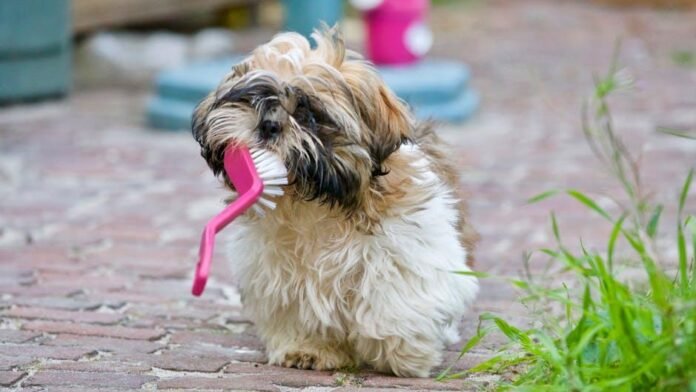 Brushing vs. Combing: What’s Better for Your Dog?