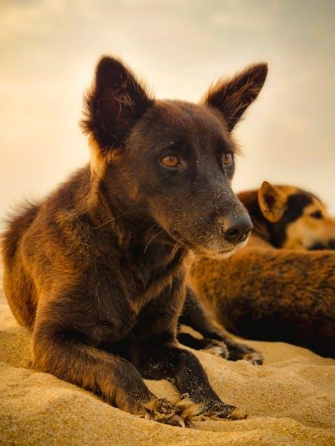 Understanding the Unique Needs of nervous Dogs in Grooming Situations