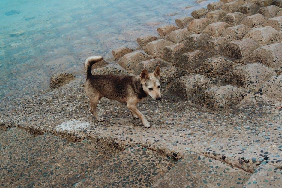 Understanding the Canine aversion ⁣to Water